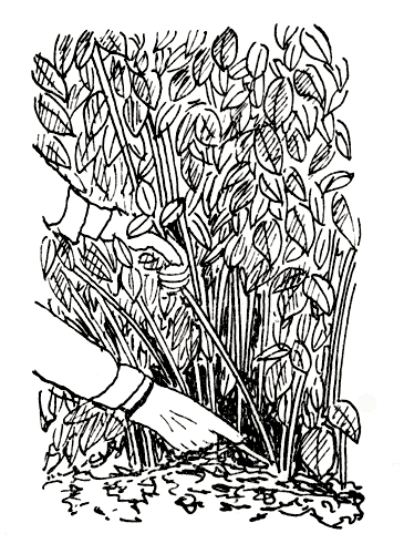 Рис. 264. Вырезка двухлетних ветвей малины непосредственно после сбора урожая 
