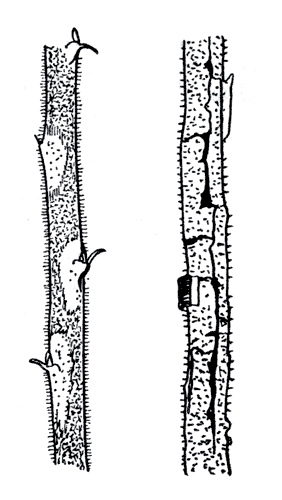 Рис. 268. Сине-фиолетовая пятнистость стеблей малины (дидимела)