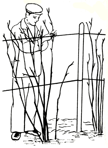 Рис. 272. Подвязка ежевики со стелющимися стеблями к проволочной шпалере