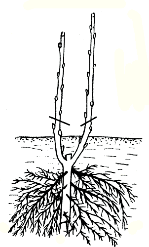  Рис. 275. Обрезка после посадки саженца черной смородины с двумя стеблями одинаковой силы развития