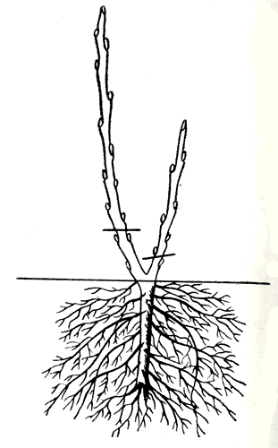Рис. 276. Обрезка после посадки саженца черной смородины с двумя различными по силе развития стеблями 