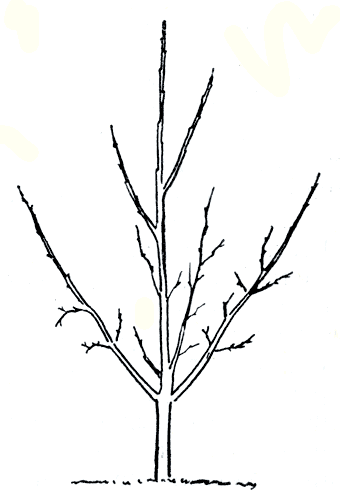 Рис. 156. Молодая яблони, сформированная по улучшенной ярусной системе, с одиночно расположенными скелетными ветвями второго яруса