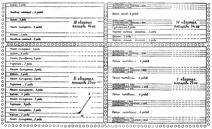 Рис. 2. План размещения сортов в саду посадки 1955 года