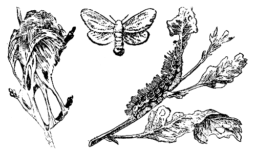 Златогузка. Паутинное гнездо с гусеницами, бабочка и гусеница, объедающая листья