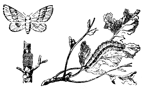 Кольчатый шелкопряд: бабочка, яйцекладка на веточке, гусеница, грызущая лист 