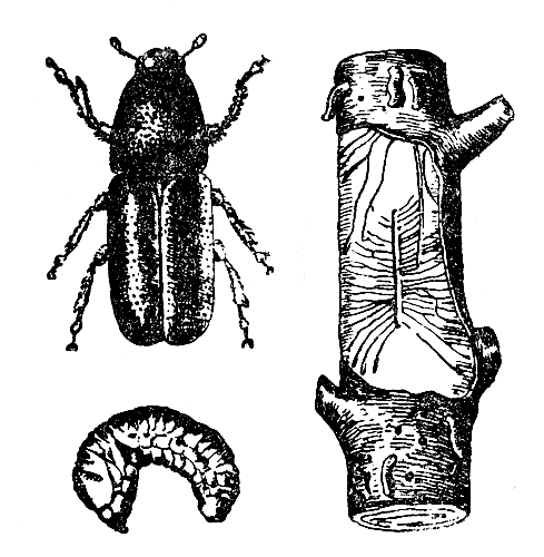 Короед: жук, поврежденная ветвь с ходами вредителя, личинка 