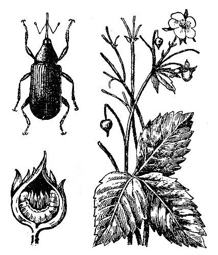 Землянично-малинный долгоносик: жук, бутон малины с личинкой вредителя, растение с поврежденными бутонами 