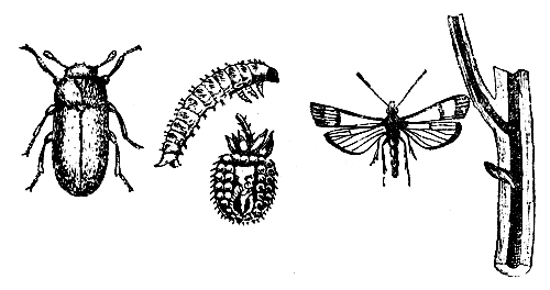 Слева — малинный жук: взрослое насекомое, личинка и повреждаемое личинками соплодие. Справа — смородинная стеклянница: взрослое насекомое и побег, поврежденный гусеницей 