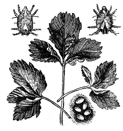 Земляничный клещ: вверху — самка и самец, посередине — поврежденные листья, внизу — яички