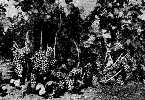 Рис. 4. Кусты винограда сорта Пухляковский перед уборкой урожая 