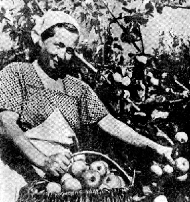 Рис. 2. Уборка урожая яблок в колхозе имени Сталина, Сальского района