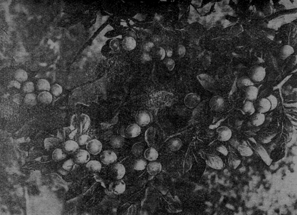 Голубка  (Элита IX-11-34).. Обильная, высокоурожайная, крупноплодная тернослива (сеянец Зюзинский)