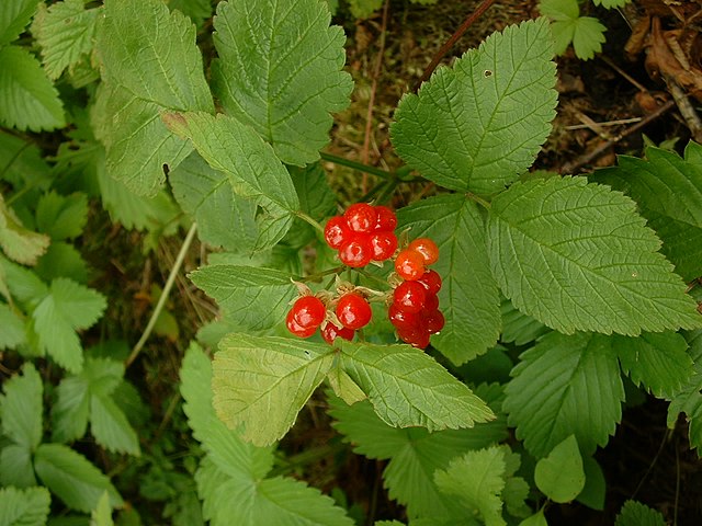 Созревшие ягоды костяники: https://ru.wikipedia.org/wiki/Костяника#/media/Файл:Rubus_saxatilis02.jpg