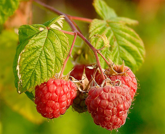 Плоды малины: https://ru.wikipedia.org/wiki/Малина#/media/Файл:Raspberries_(Rubus_Idaeus).jpg