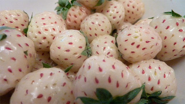 Клубника пайнберри: https://en.wikipedia.org/wiki/Pineberry#/media/File:Pineberries.jpg